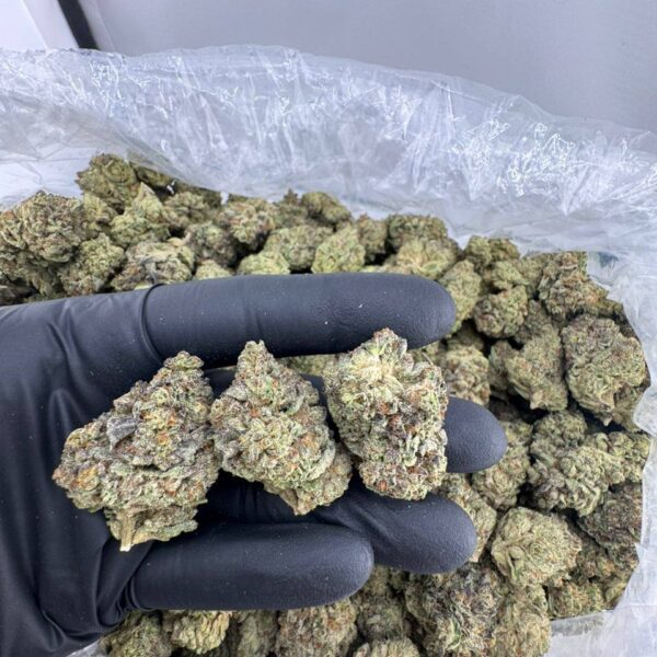 tiramisu strain, tiramisu weed strain, tiramisu cookies strain, tiramisu strain backpackboyz, tiramisu strain price, backpackboyz tiramisu strain, tiramisu teeth strain review