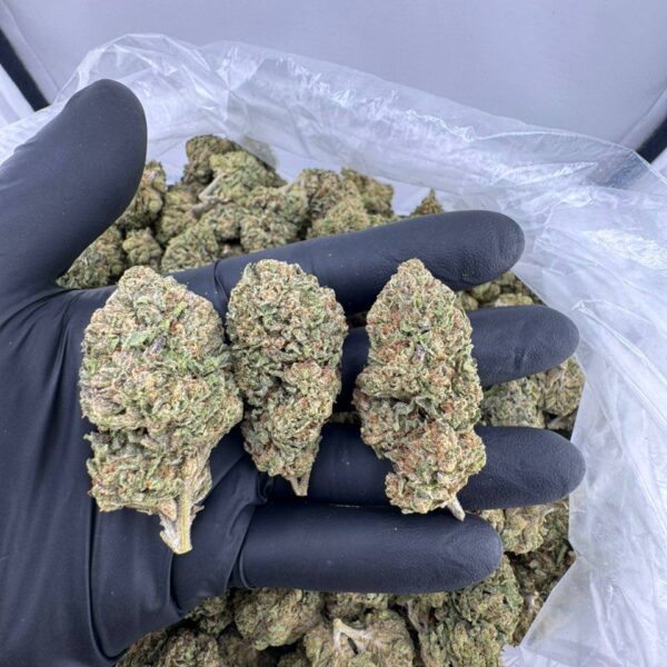 lemon cherry gelato price pound, lemon cherry gelato strain for sale, lemon cherry gelato near me, lemon cherry gelato 3.5 bags, lemon cherry gelato disposable, lemon cherry gelato packman, backpack boyz lemon cherry gelato disposable, lemon cherry gelato price ounce