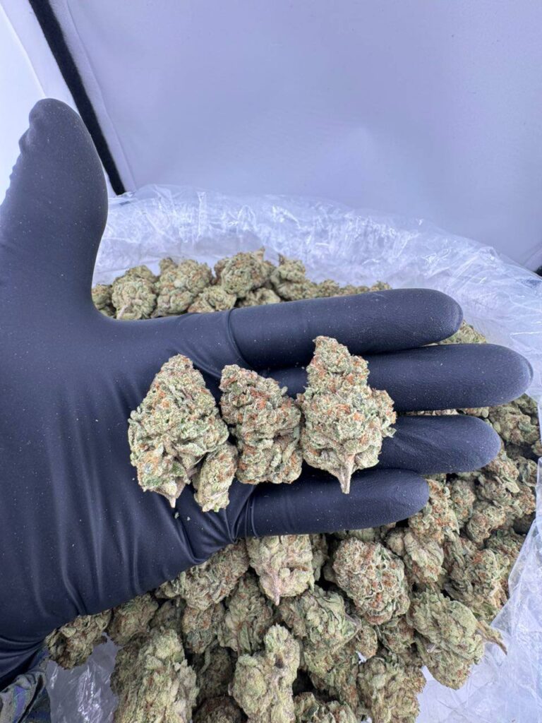 buy crunch berries strain, buy crunch berry strain online, berry crunch strain weed, crunch berries weed strain for sale, crunch berry sundae strain price, captain crunch berries strain near me, crunch berry kush strain online, crunch berries strain review buy