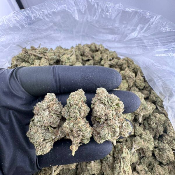 buy lemon cherry strain online, lemon cherry pie strain for sale, buy cherried lemons strain weed, lemon cherry gelato weed strain near me, lemon cherry weed strain price, lemon cherry gelato strain for sale, lemon cherry runtz strain buy online, lemon cherry zkittlez strain weed