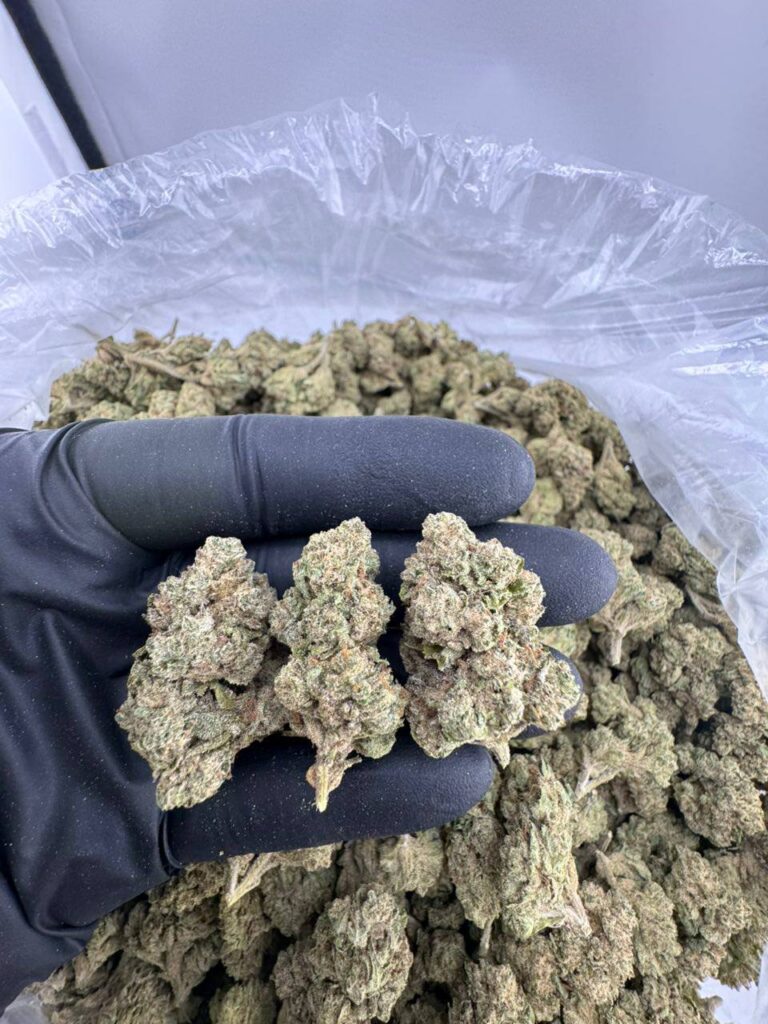 buy lemon cherry strain online, lemon cherry pie strain for sale, buy cherried lemons strain weed, lemon cherry gelato weed strain near me, lemon cherry weed strain price, lemon cherry gelato strain for sale, lemon cherry runtz strain buy online, lemon cherry zkittlez strain weed