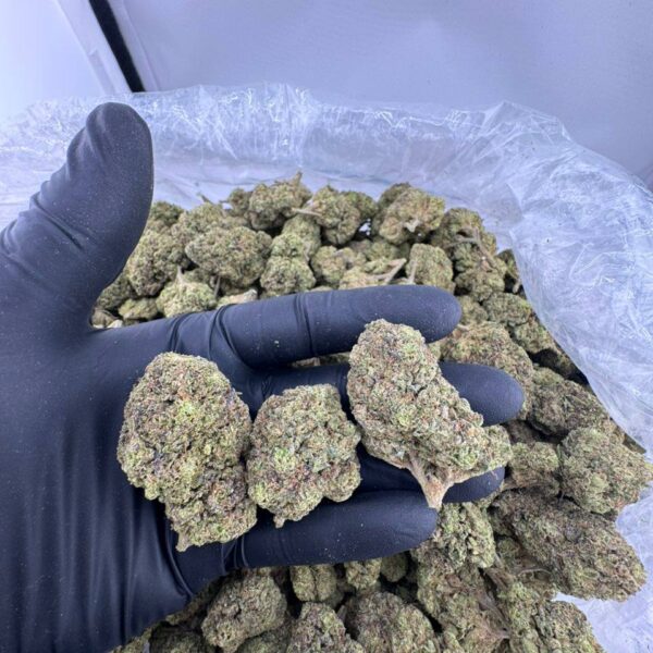 buy black water runtz, black water runtz strain for sale, black water runtz weed strain, black water runtz strain near me, order black water runtz online, black water runtz strain price, black water runtz exotic weed, black water runtz strain review