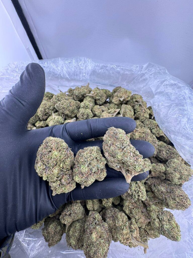 buy black water runtz, black water runtz strain for sale, black water runtz weed strain, black water runtz strain near me, order black water runtz online, black water runtz strain price, black water runtz exotic weed, black water runtz strain review
