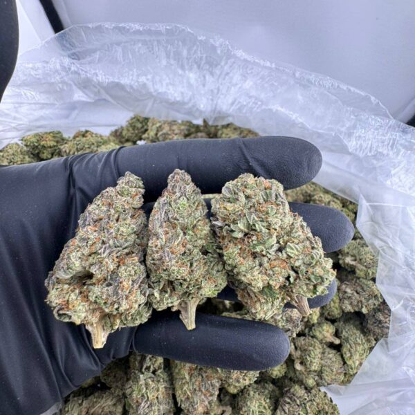 buy mod grapes strain