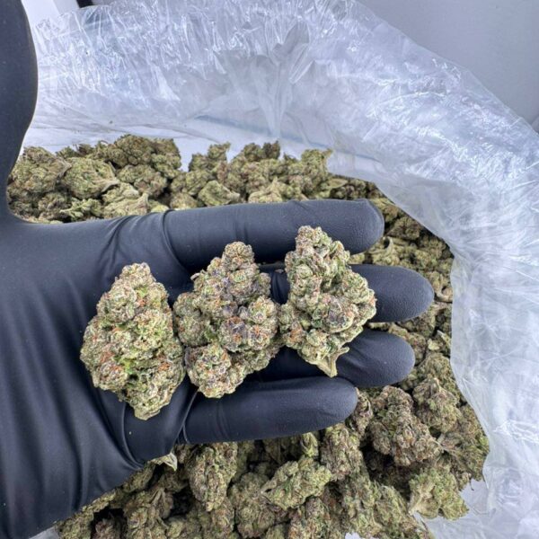 buy all star runtz strain, all star runtz weed strain for sale, order all star runtz online, all star runtz strain price, all star runtz strain near me, all star runtz exotic weed, all star runtz strain review, premium all star runtz strain