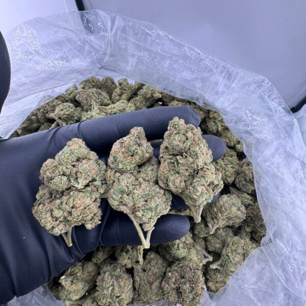 buy bubblegum gelato strain online, bubblegum gelato weed strain for sale, order white bubblegum gelato strain, buy backpack boyz bubblegum gelato, fryd bubblegum gelato disposable for sale, bubblegum gelato weed price near me, bubblegum gelato live resin online, bubblegum gelato vape cart buy now