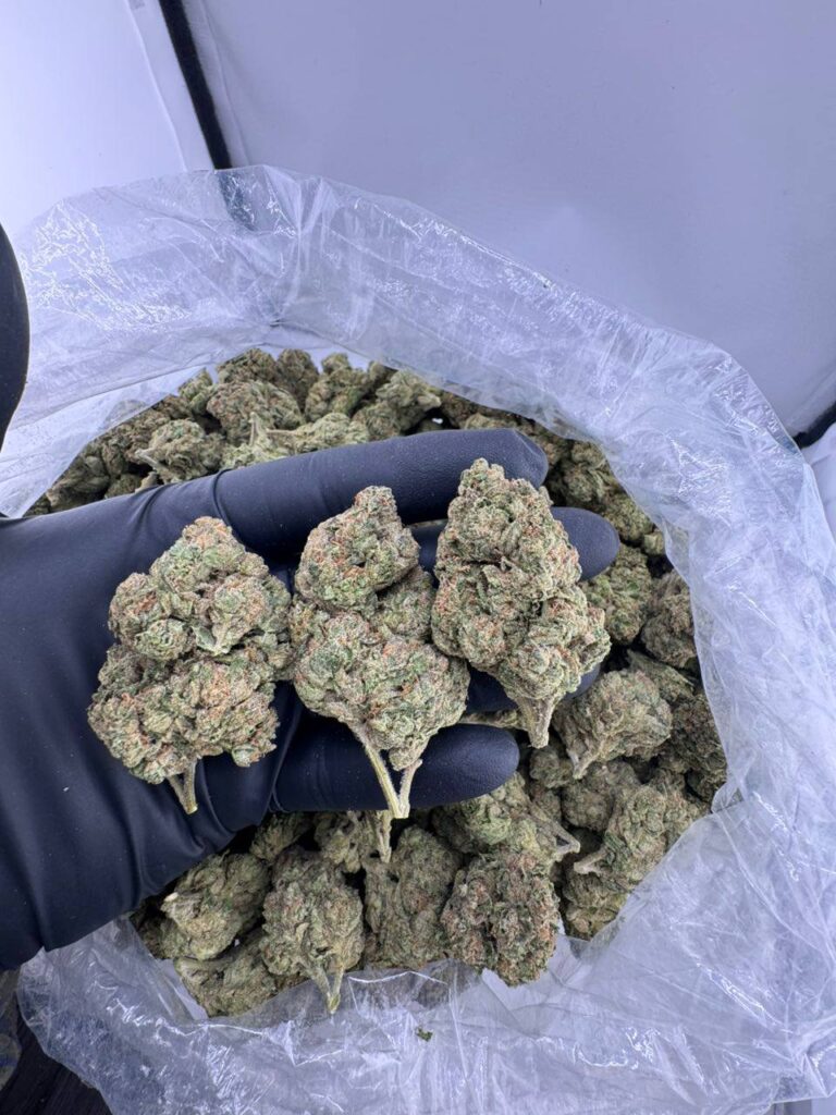 buy bubblegum gelato strain online, bubblegum gelato weed strain for sale, order white bubblegum gelato strain, buy backpack boyz bubblegum gelato, fryd bubblegum gelato disposable for sale, bubblegum gelato weed price near me, bubblegum gelato live resin online, bubblegum gelato vape cart buy now