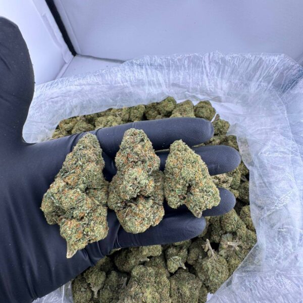 buy gas house gelato strain, gas house gelato weed strain for sale, order gas house gelato online, gas house gelato strain price, gas house gelato strain near me, gas house gelato exotic weed, gas house gelato strain review, premium gas house gelato weed