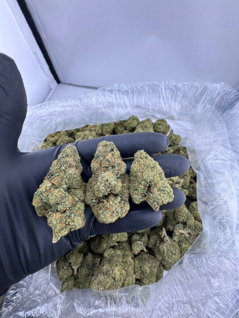 buy gas house gelato strain, gas house gelato weed strain for sale, order gas house gelato online, gas house gelato strain price, gas house gelato strain near me, gas house gelato exotic weed, gas house gelato strain review, premium gas house gelato weed
