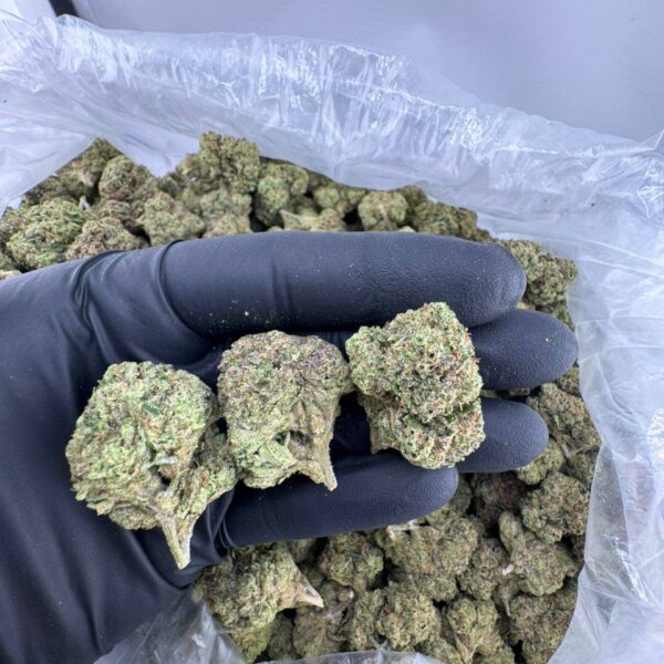 buy white cherry gelato strain online, white cherry gelato weed strain for sale, backpack boyz white cherry gelato disposable vape, white cherry gelato strain price near me, white cherry gelato cart buy now, order white cherry gelato backpackboyz, white cherry gelato stiiizy for sale, white cherry gelato seeds online