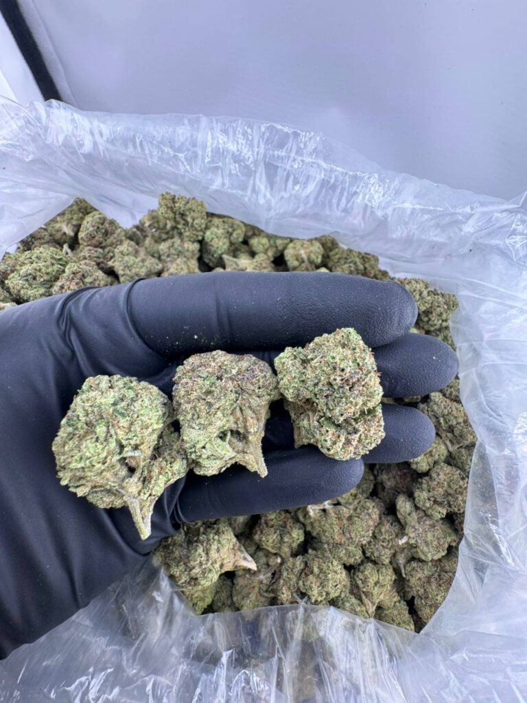 buy white cherry gelato strain online, white cherry gelato weed strain for sale, backpack boyz white cherry gelato disposable vape, white cherry gelato strain price near me, white cherry gelato cart buy now, order white cherry gelato backpackboyz, white cherry gelato stiiizy for sale, white cherry gelato seeds online