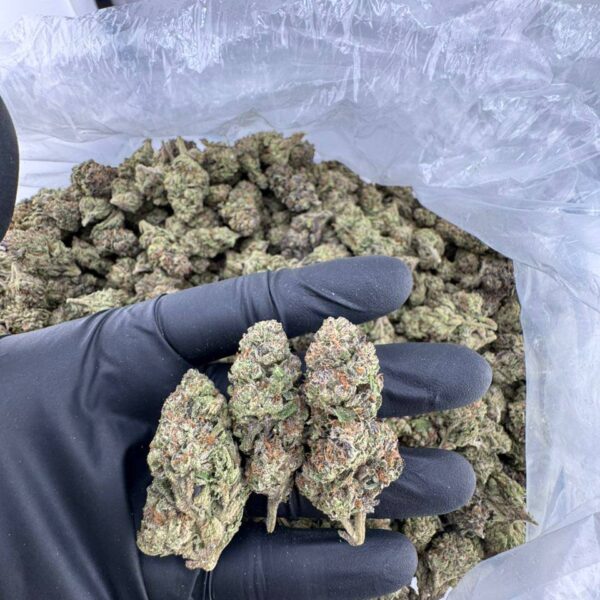 buy purple lemon cherry gelato strain, purple lemon cherry gelato weed for sale, purple lemon cherry gelato strain price, order purple lemon cherry gelato online, purple lemon cherry gelato pink runtz strain, purple lemon cherry gelato strain near me, purple lemon cherry gelato exotic weed, purple lemon cherry gelato strain review