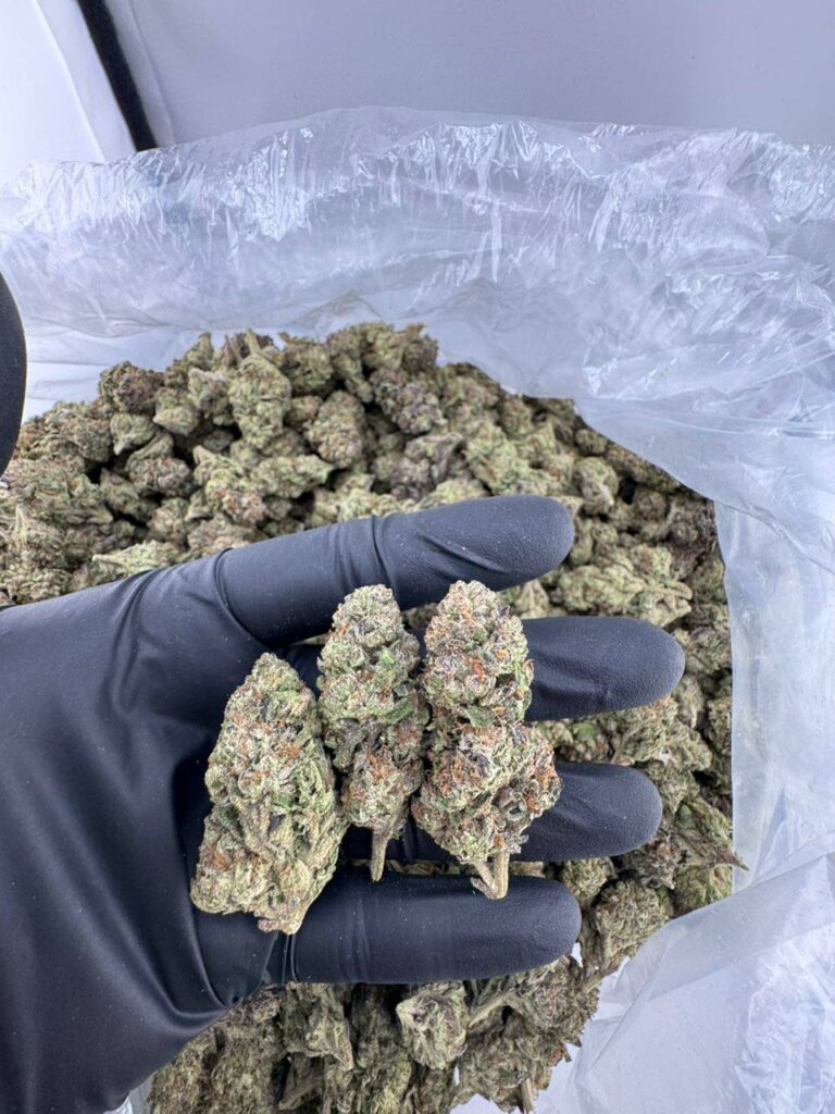 buy purple lemon cherry gelato strain, purple lemon cherry gelato weed for sale, purple lemon cherry gelato strain price, order purple lemon cherry gelato online, purple lemon cherry gelato pink runtz strain, purple lemon cherry gelato strain near me, purple lemon cherry gelato exotic weed, purple lemon cherry gelato strain review