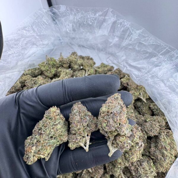 buy candy cartel strain online, candy cartel weed strain for sale, candy cartel strain price near me, order cartel candy strain weed, candy cartel strain review and effects, candy cartel strain indica or sativa info, candy cartel strain Leafly review, candy cartel exotic weed strain