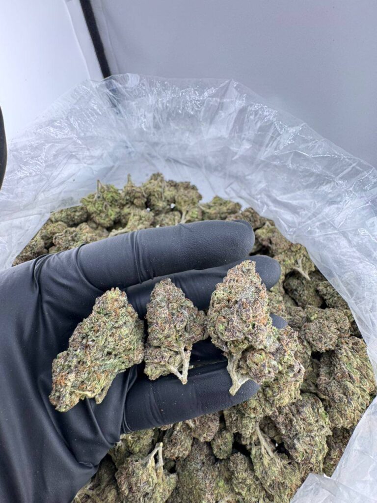 buy candy cartel strain online, candy cartel weed strain for sale, candy cartel strain price near me, order cartel candy strain weed, candy cartel strain review and effects, candy cartel strain indica or sativa info, candy cartel strain Leafly review, candy cartel exotic weed strain