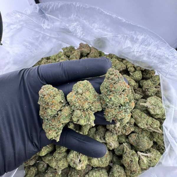 buy sherblato strain online, sherblato weed strain for sale, sherblato strain price near me, order black sherblato strain, sherblato mints strain review and effects, sherblato strain seeds for sale, sherblato strain Leafly info, exotic sherblato strain weed