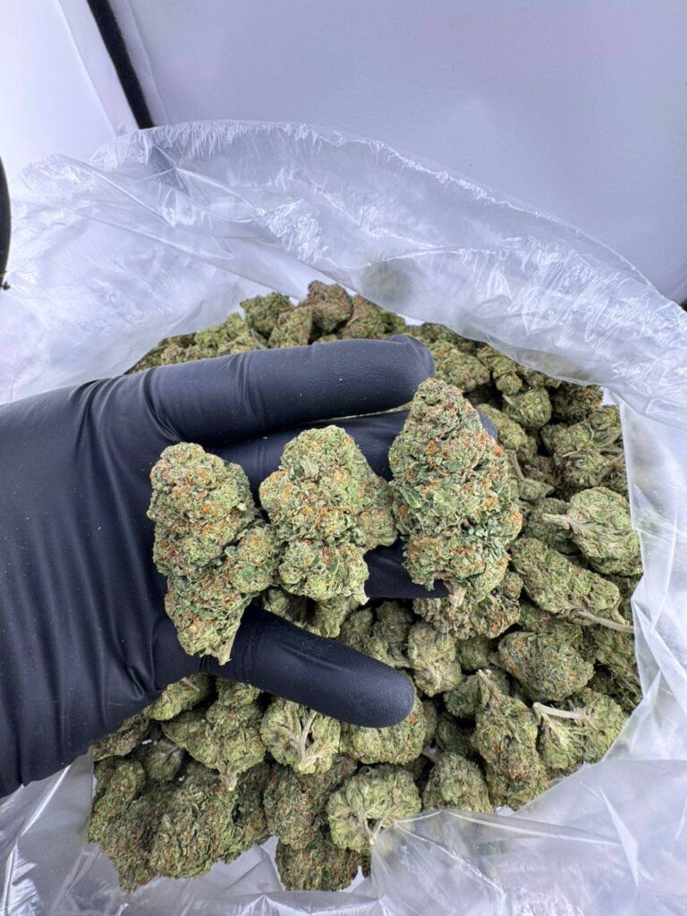 buy sherblato strain online, sherblato weed strain for sale, sherblato strain price near me, order black sherblato strain, sherblato mints strain review and effects, sherblato strain seeds for sale, sherblato strain Leafly info, exotic sherblato strain weed