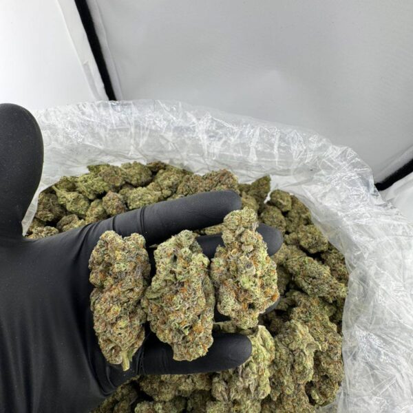 buy GMO Snow strain online, GMO Snow weed strain for sale, order GMO Snow strain near me, GMO Snow strain price and effects, GMO Snow exotic weed strain, GMO Snow strain seeds for sale, GMO Snow strain review and info, premium GMO Snow cannabis strain
