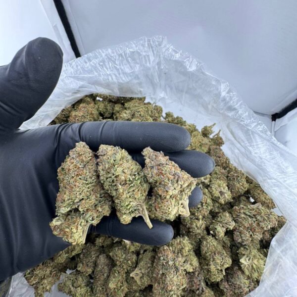 permanent marker strain near me, permanent marker strain price, permanent marker strain seeds, permanent marker weed strain, permanent marker strain review, buy permanent marker strain online, permanent marker exotic weed for sale, order permanent marker cannabis strain