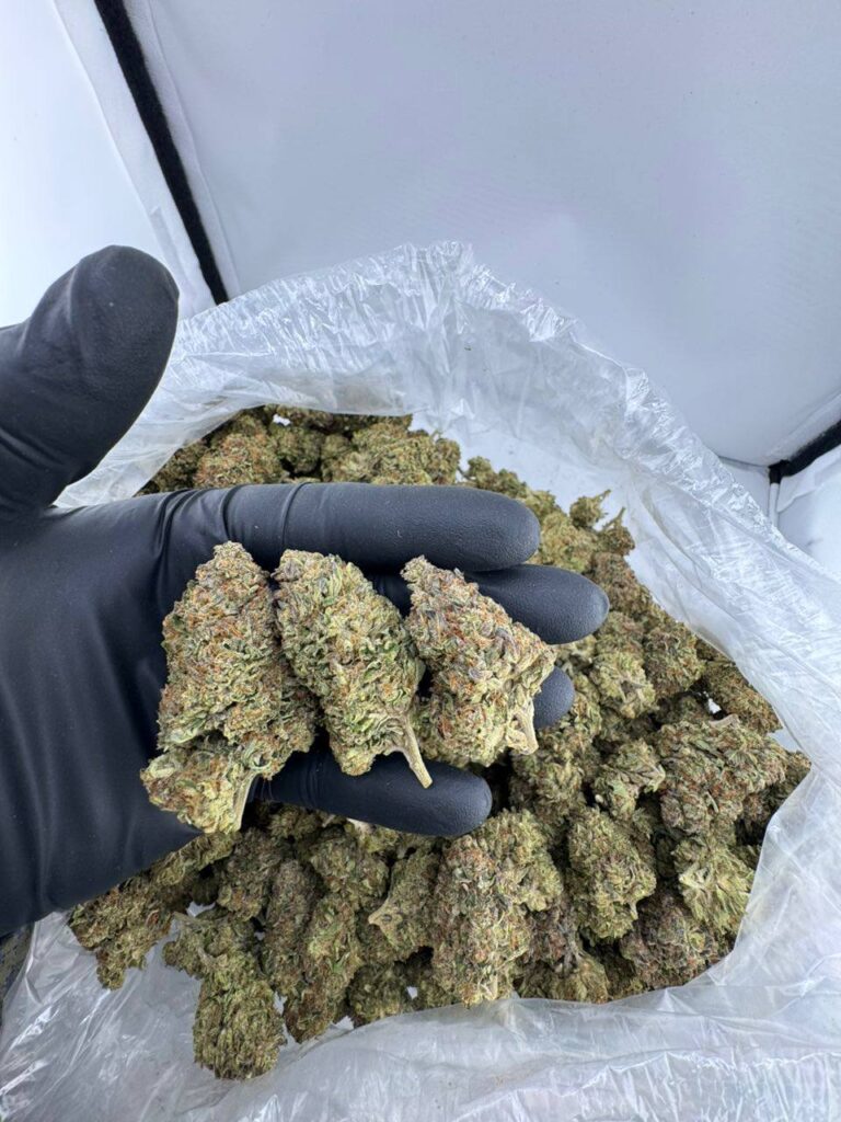 permanent marker strain near me, permanent marker strain price, permanent marker strain seeds, permanent marker weed strain, permanent marker strain review, buy permanent marker strain online, permanent marker exotic weed for sale, order permanent marker cannabis strain