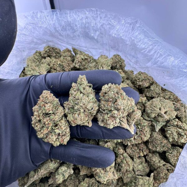 og kush strain near me, og kush seeds, og kush strain price, og kush weed strain, og kush dispensary, buy og kush strain online, og kush exotic weed for sale, og kush strain review and effects