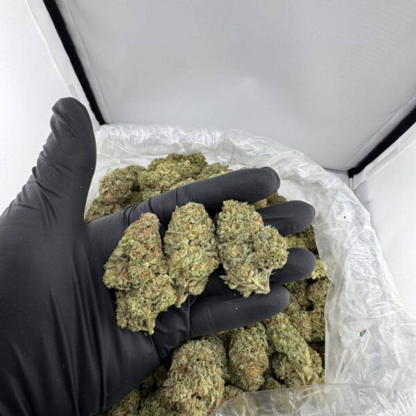 buy white lightening strain online, white lightening weed strain for sale, white lightening strain price near me, order white lightening cannabis strain, white lightening strain seeds for sale, white lightening strain review and effects, premium white lightening weed strain, white lightening exotic cannabis strain