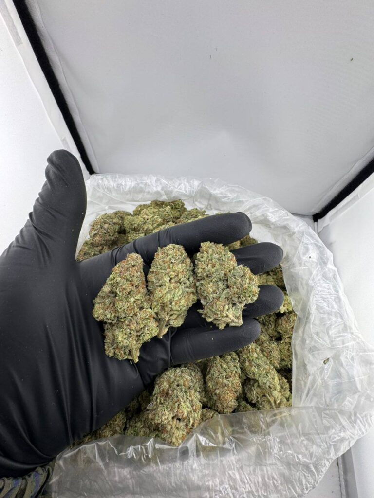 buy white lightening strain online, white lightening weed strain for sale, white lightening strain price near me, order white lightening cannabis strain, white lightening strain seeds for sale, white lightening strain review and effects, premium white lightening weed strain, white lightening exotic cannabis strain
