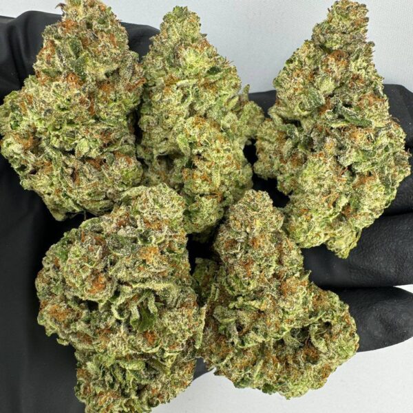 orange julius strain, orange julius strain review, orange julius strain info, orange julius strain leafly, orange julius weed strain, buy orange julius strain online, orange julius strain for sale, orange julius cannabis strain seeds