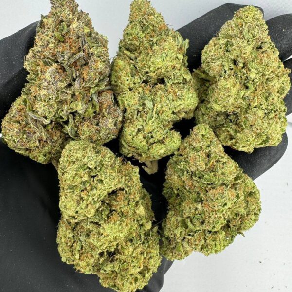 squirt weed strain, squirt strain, buy squirt weed strain online, squirt cannabis strain for sale, squirt strain effects, squirt strain review, squirt weed strain seeds, squirt marijuana strain