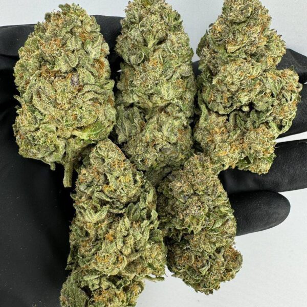 snow storm strain, snow storm weed strain, buy snow storm strain online, snow storm cannabis strain for sale, snow storm weed strain effects, snow storm strain review, snow storm strain seeds, snow storm marijuana strain