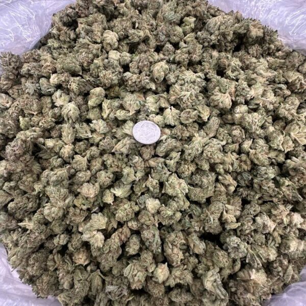 buy elmer's glue strain online, elmer's glue weed strain for sale, elmer's glue strain price per ounce, elmer's glue strain seeds for sale, order elmer's glue #7 strain online, elmer's glue strain review buy, elmers glue weed strain near me, elmer's glue strain leafly info buy