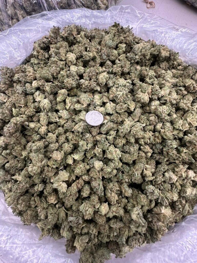 buy elmer's glue strain online, elmer's glue weed strain for sale, elmer's glue strain price per ounce, elmer's glue strain seeds for sale, order elmer's glue #7 strain online, elmer's glue strain review buy, elmers glue weed strain near me, elmer's glue strain leafly info buy