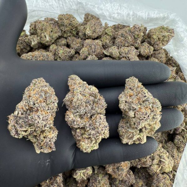 buy zkittlez pop strain online, red pop strain weed for sale, unicorn pop strain price near me, buy purple push pop strain leafly, order orange push pop strain online, pop rocks weed strain for sale, white cherry pop strain buy now, mochi pop strain review and effects