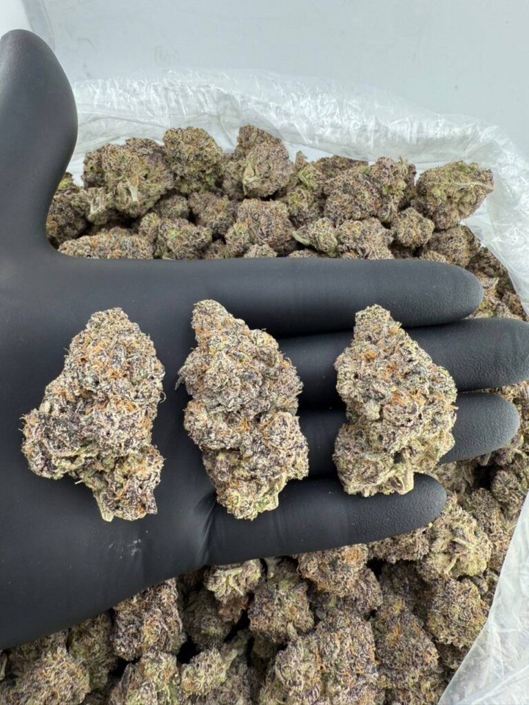 buy zkittlez pop strain online, red pop strain weed for sale, unicorn pop strain price near me, buy purple push pop strain leafly, order orange push pop strain online, pop rocks weed strain for sale, white cherry pop strain buy now, mochi pop strain review and effects