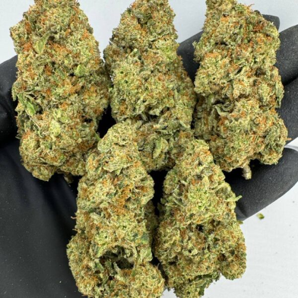 jet fuel strain, jet fuel gelato strain, jet fuel og strain, buy jet fuel strain online, jet fuel weed strain for sale, jet fuel strain effects, jet fuel strain review, jet fuel strain seeds