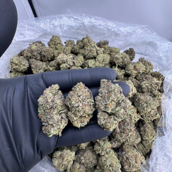 tres leches strain, tres leche strain, tres leches weed strain, buy tres leches strain online, tres leches strain indica or sativa, tres leches strain effects, tres leches strain review, tres leches cake strain