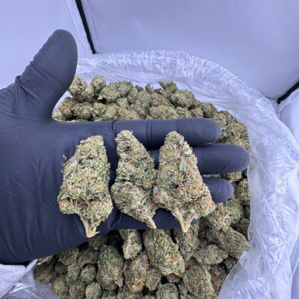 candy sherb strain, sherb candy strain, buy candy sherb weed strain, candy sherb strain review, candy sherb strain effects, sherbs candy strain, candy sherb indica or sativa