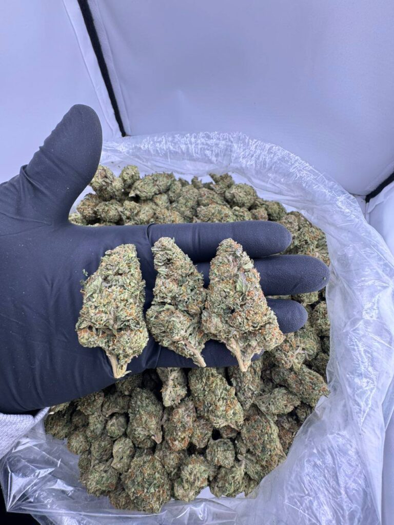 candy sherb strain, sherb candy strain, buy candy sherb weed strain, candy sherb strain review, candy sherb strain effects, sherbs candy strain, candy sherb indica or sativa
