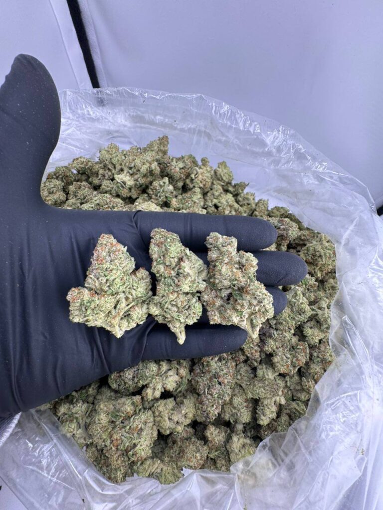 pink crack strain, buy pink crack weed strain, pink crack strain review, pink green crack strain, pink crack strain effects, pink crack strain indica or sativa, pink crack marijuana strain
