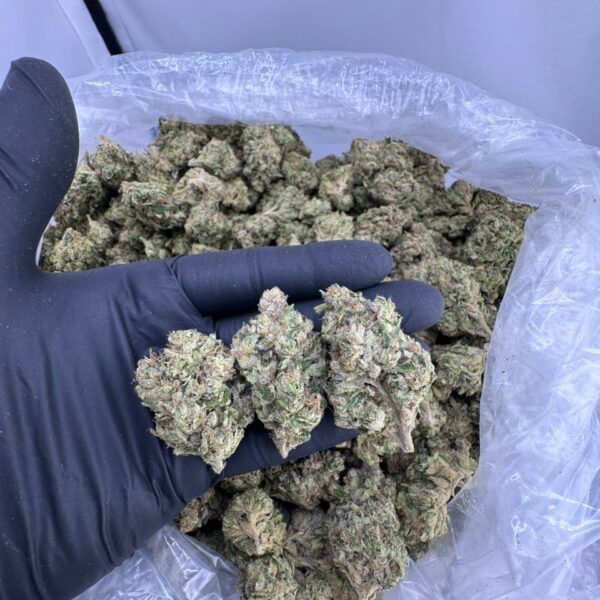 bubblegum gelato strain, buy bubblegum gelato weed strain, bubblegum gelato strain effects, bubblegum gelato weed strain, white bubblegum gelato strain, blue bubblegum gelato strain, bubblegum gelato strain indica or sativa