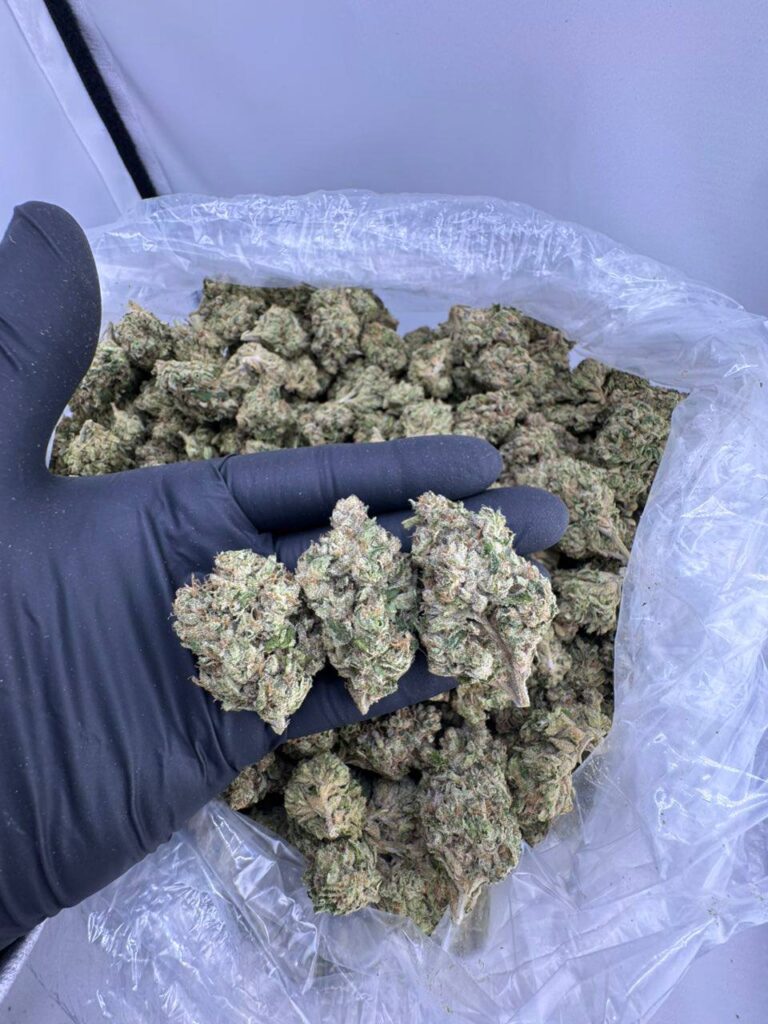 bubblegum gelato strain, buy bubblegum gelato weed strain, bubblegum gelato strain effects, bubblegum gelato weed strain, white bubblegum gelato strain, blue bubblegum gelato strain, bubblegum gelato strain indica or sativa