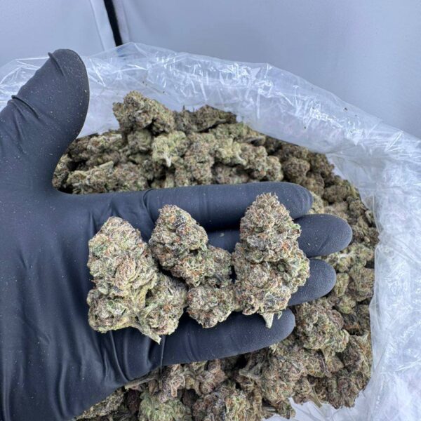 hard candy strain, buy hard candy weed strain, jelly hard candy strain, hard candy weed strain, watermelon hard candy strain, hard candy strain allbud, hard candy runtz strain