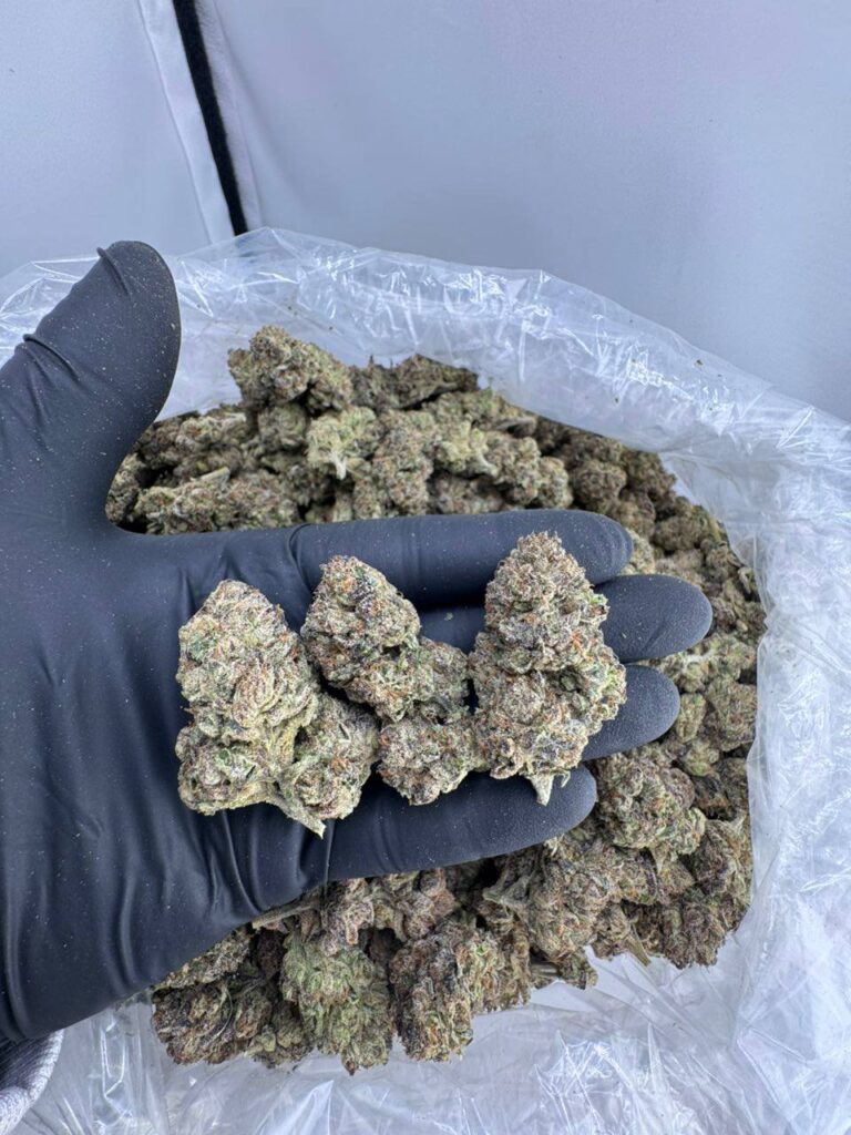 hard candy strain, buy hard candy weed strain, jelly hard candy strain, hard candy weed strain, watermelon hard candy strain, hard candy strain allbud, hard candy runtz strain