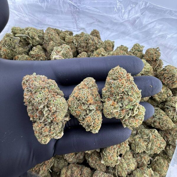 buy z runtz strain online, z-runtz strain for sale near me, z runtz weed strain price, order z runtz strain now, z runtz strain leafly review, z runtz strain allbud info buy, z runtz strain seeds for sale, premium z runtz exotic weed