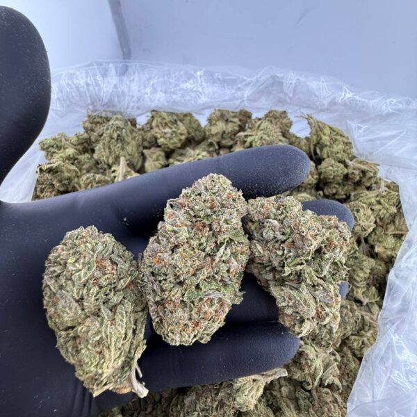 buy candy hearts strain online, candy heart weed strain for sale, chrome hearts candy strain price, order candy hearts weed strain, candy hearts strain review and effects, candy hearts strain near me, candy heart strain seeds buy now, premium candy hearts exotic weed