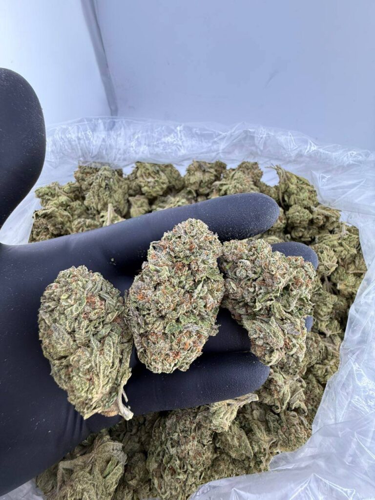 buy candy hearts strain online, candy heart weed strain for sale, chrome hearts candy strain price, order candy hearts weed strain, candy hearts strain review and effects, candy hearts strain near me, candy heart strain seeds buy now, premium candy hearts exotic weed
