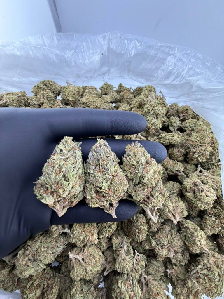 buy white push pop strain online, white cherry push pop weed strain for sale, watermelon push pop strain price per ounce, wedding push pop strain review and effects, buy tropical push pop strain near me, sunset push pop strain seeds for sale, strawberry push pop weed strain online, order super push pop exotic strain
