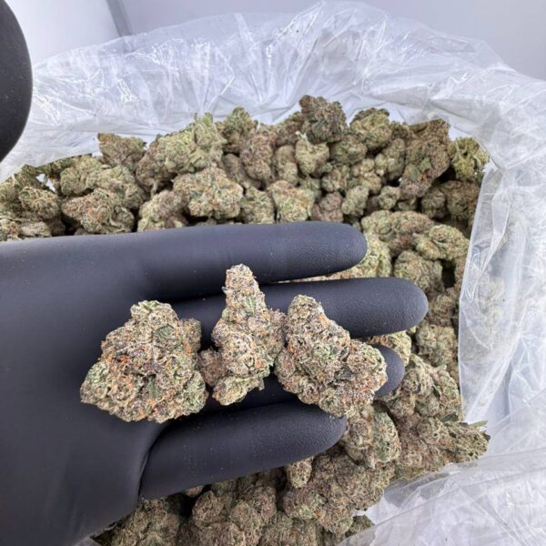 buy blue lagoon weed strain online, blue lagoon strain for sale near me, blue lagoon haze strain price per ounce, blue lagoon strain leafly review, order blue lagoon exotic weed strain, blue lagoon strain seeds for sale, premium blue lagoon weed strain effects, blue lagoon strain review and rating