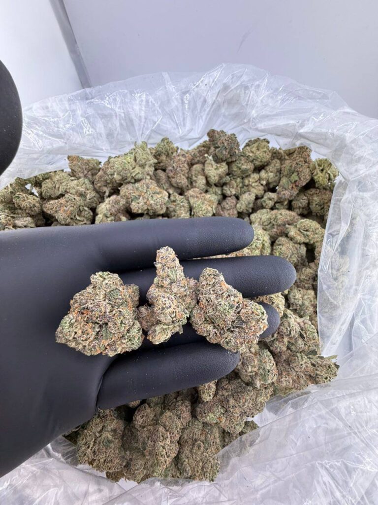 buy blue lagoon weed strain online, blue lagoon strain for sale near me, blue lagoon haze strain price per ounce, blue lagoon strain leafly review, order blue lagoon exotic weed strain, blue lagoon strain seeds for sale, premium blue lagoon weed strain effects, blue lagoon strain review and rating
