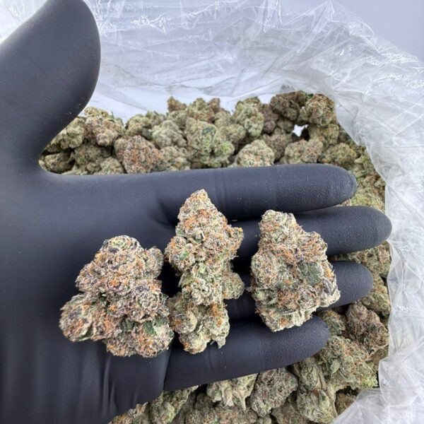 buy pine tar strain online, pine mintz weed strain for sale, order pina loca strain near me, pina grande weed strain price, petrol pine strain seeds for sale, funky pine exotic strain buy now, pine tar strain review and effects, premium pine mintz strain weed , pina grande strain